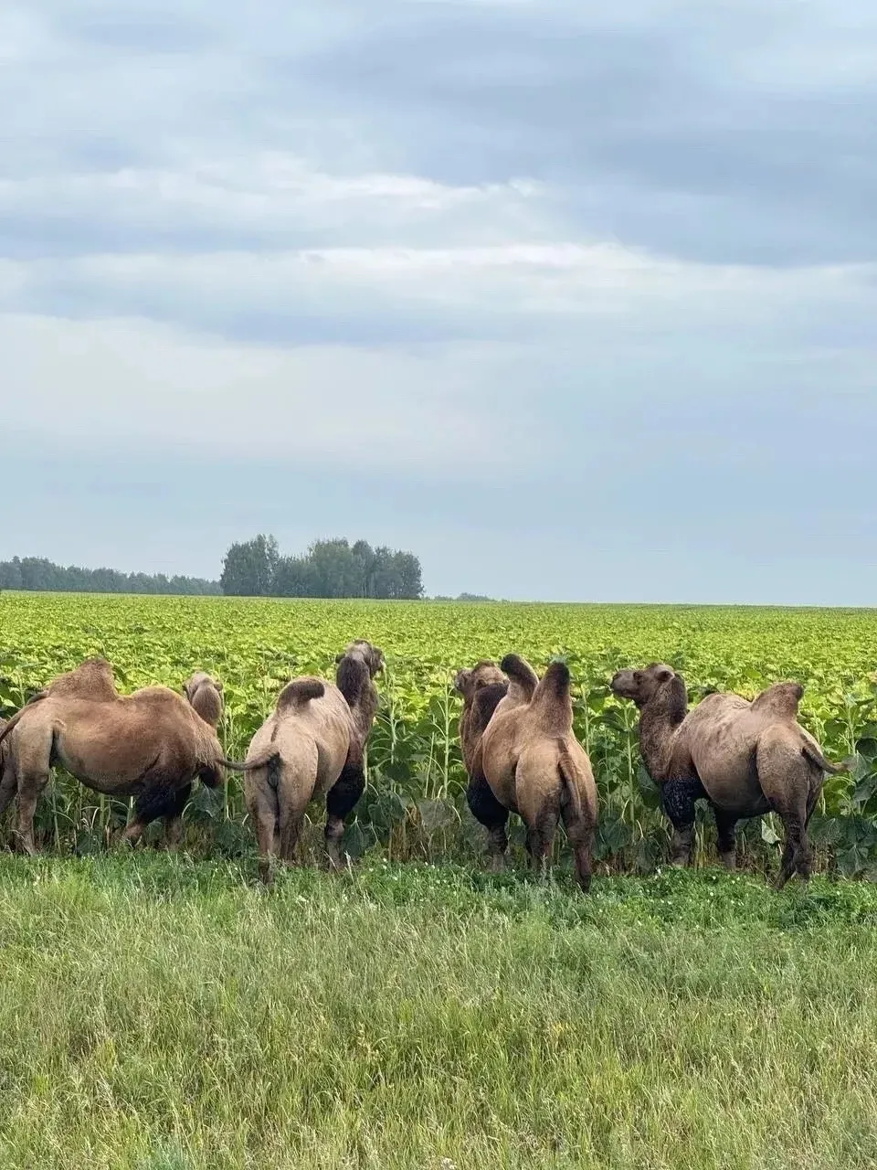 🐫 Верблюды устроили себе перекус на поле с подсолнухами в Алтайском крае