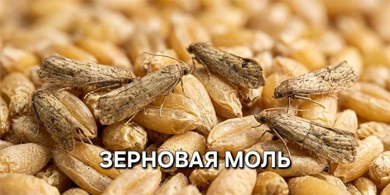Зерновая моль (Sitotroga cerealella) – повреждает верхний слой зерновой насыпи толщиной...