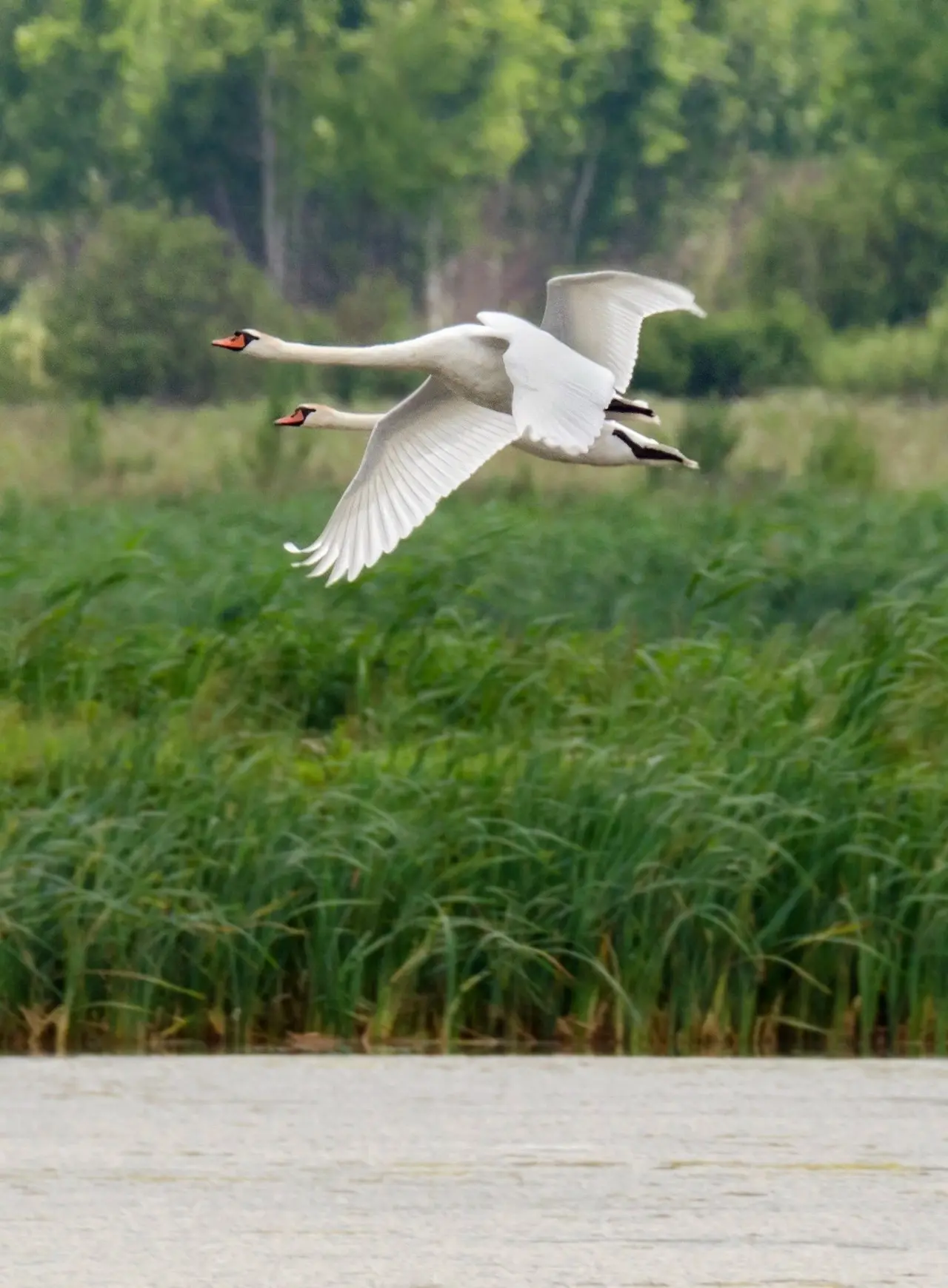 Курская область. 🦢