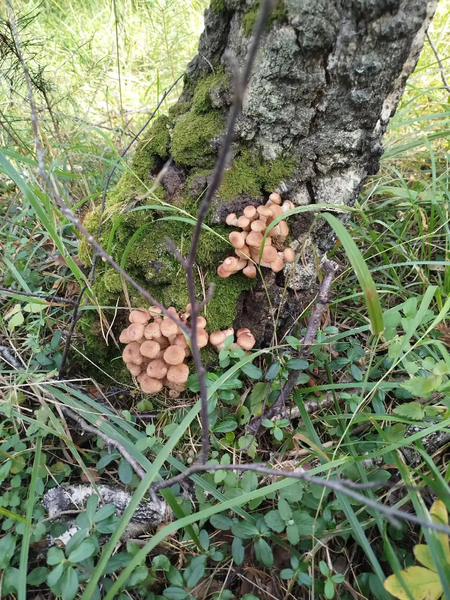 В лесу недалеко от ЕКАДа