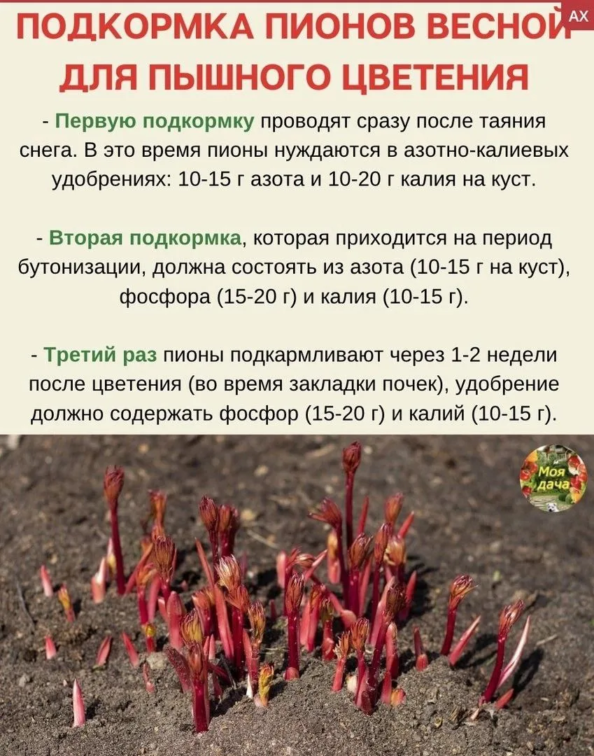 Кто хочет красивые шапки пионов?!