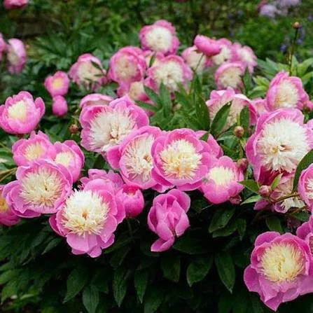 «Термит»: Пион «Боул оф Бьюти» — чаша красоты с нежным ароматом! 🌸💎