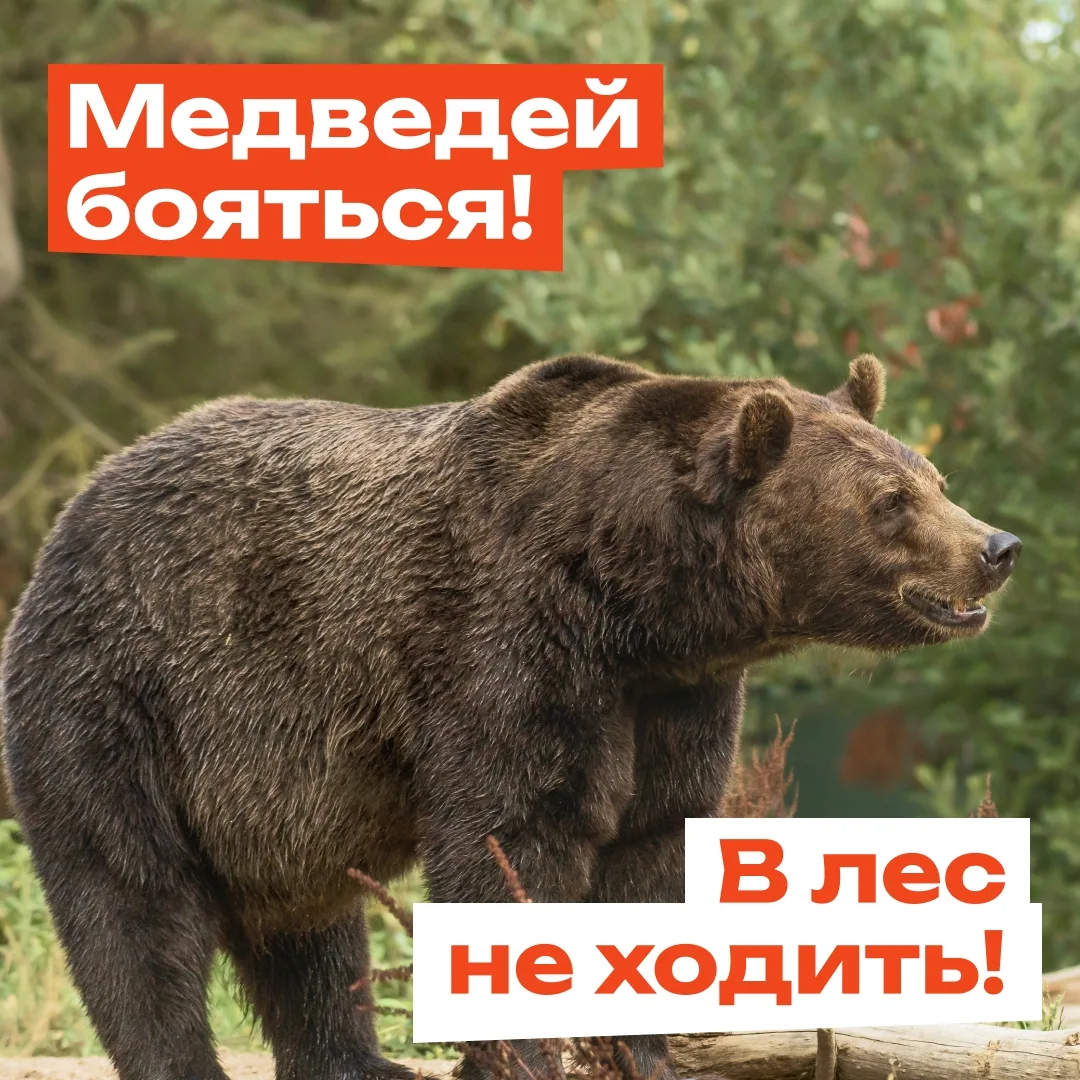 Собрались в лес? Лучше не стоит!