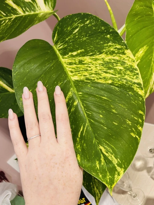 🌱Розыгрыш🌱