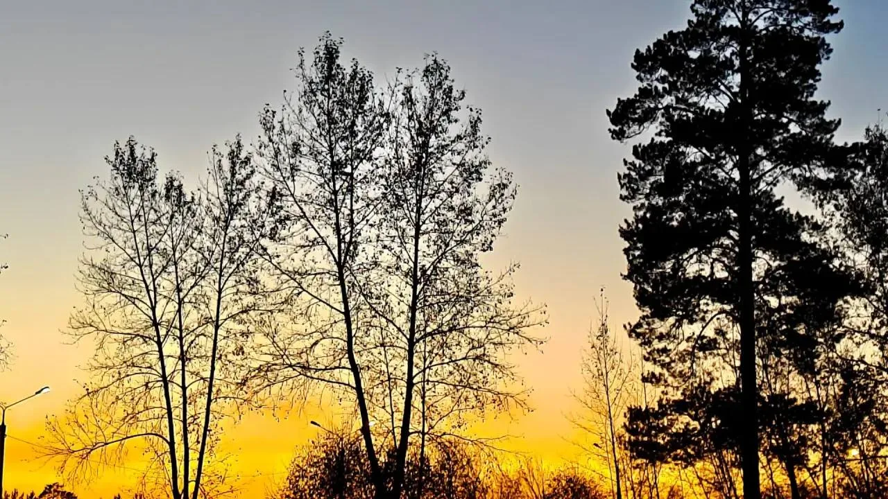 🍂 Деревья облетели — в воздухе запах опавшей листвы