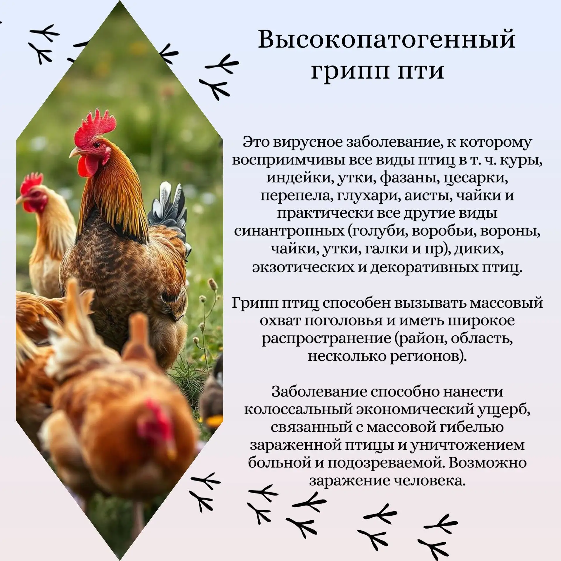 📣 ВНИМАНИЕ! ГРИПП ПТИЦ 🐦🦆

Дорогие друзья, хотим обратить ваше внимание на важную информацию о вы