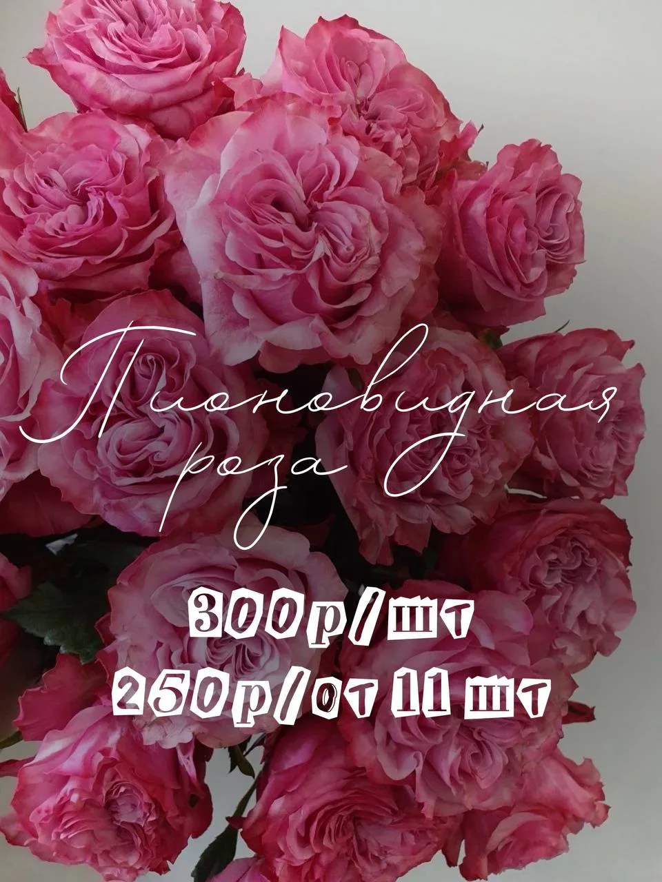 АКЦИЯ ДЛЯ СВОИХ 🌸

Пионовидная роза Кантри Блюз в Воронеже по спеццене!

Крупные пионовидные бутоны