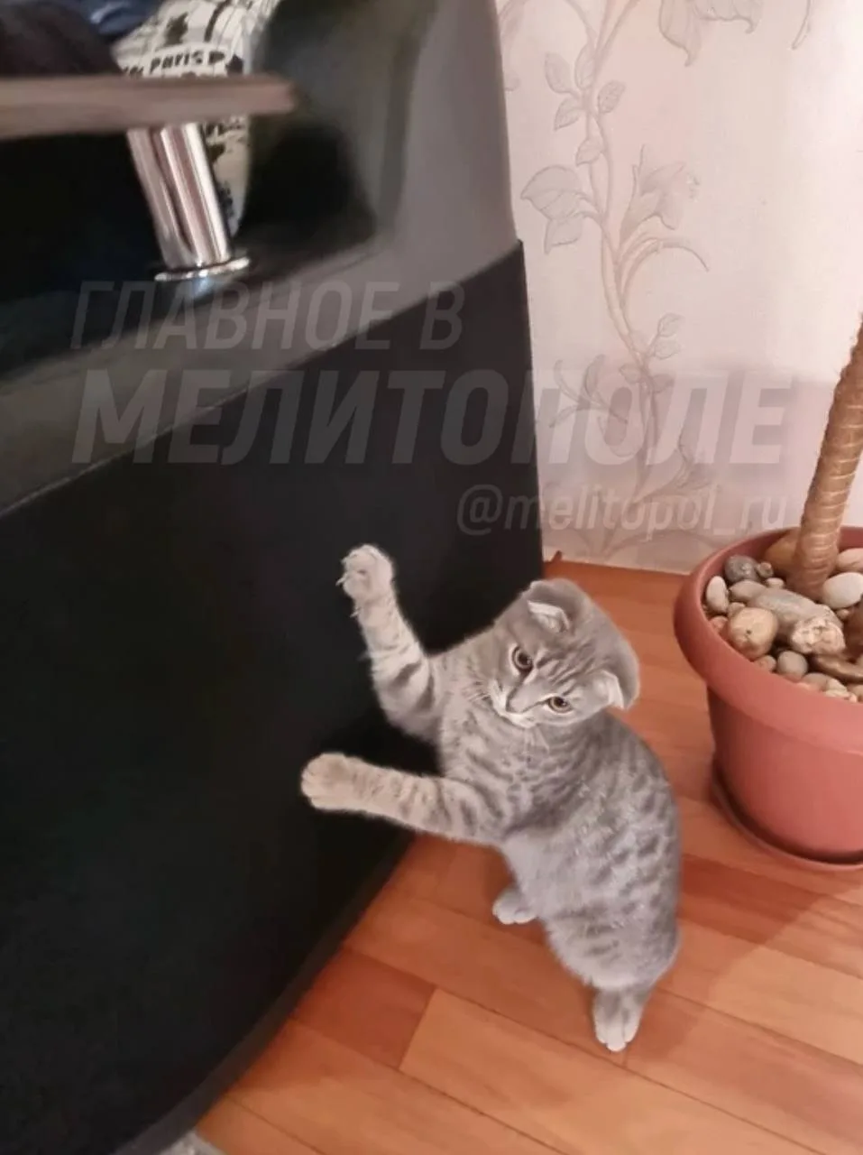 Вислоухий кот из Запорожской области играет в пятничный вечер