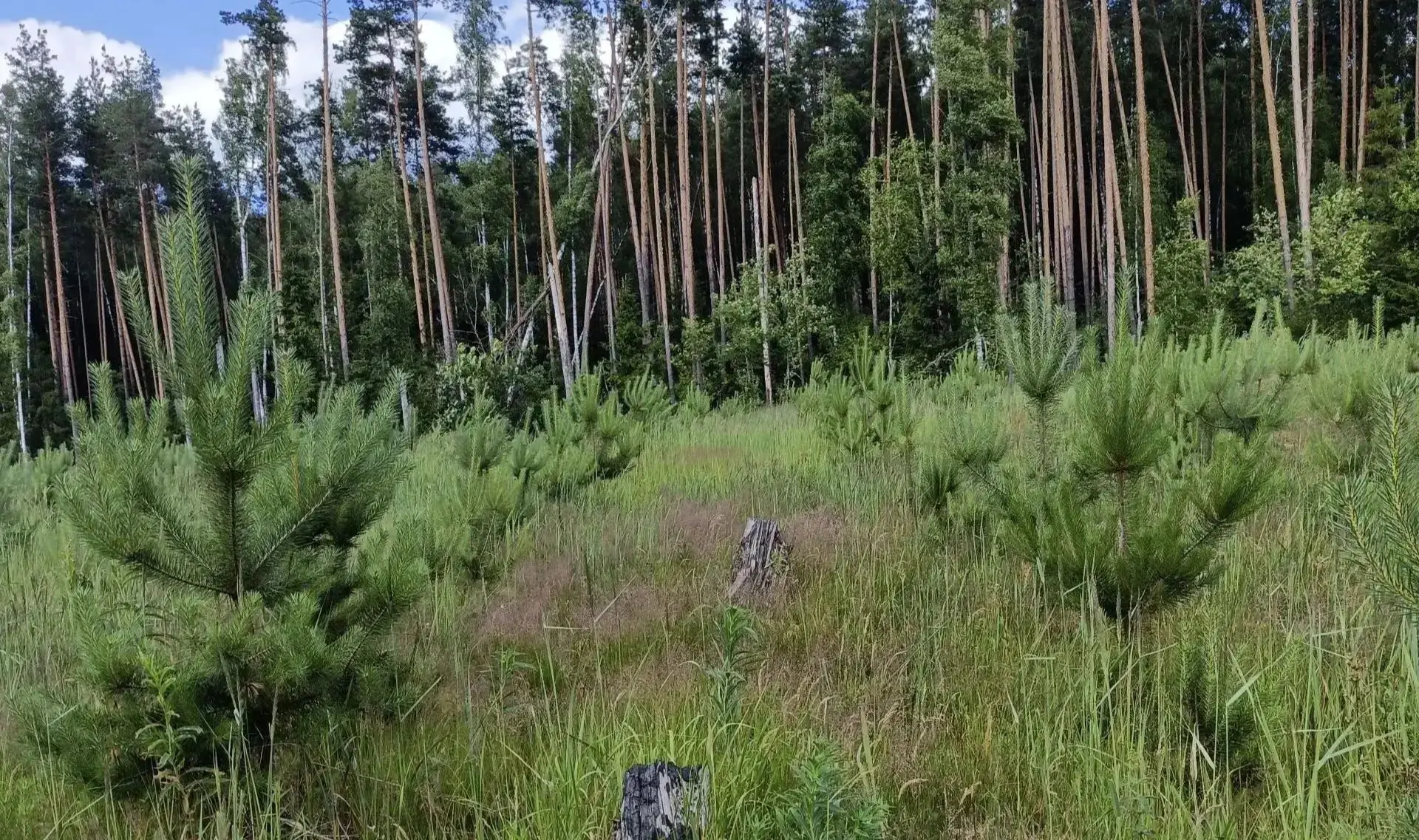 🌱 Как проверяют, прижился ли новый лес?