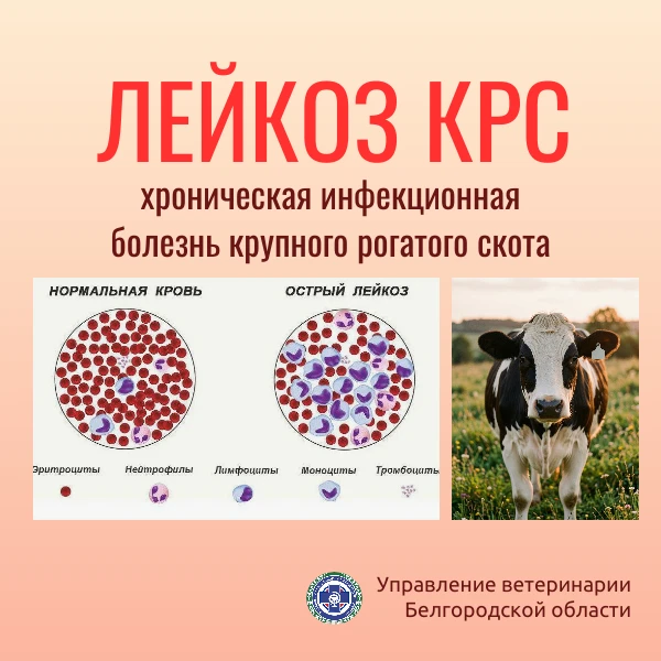 Лейкоз - хронически протекающая инфекционная болезнь крупного рогатого скота, основными...
