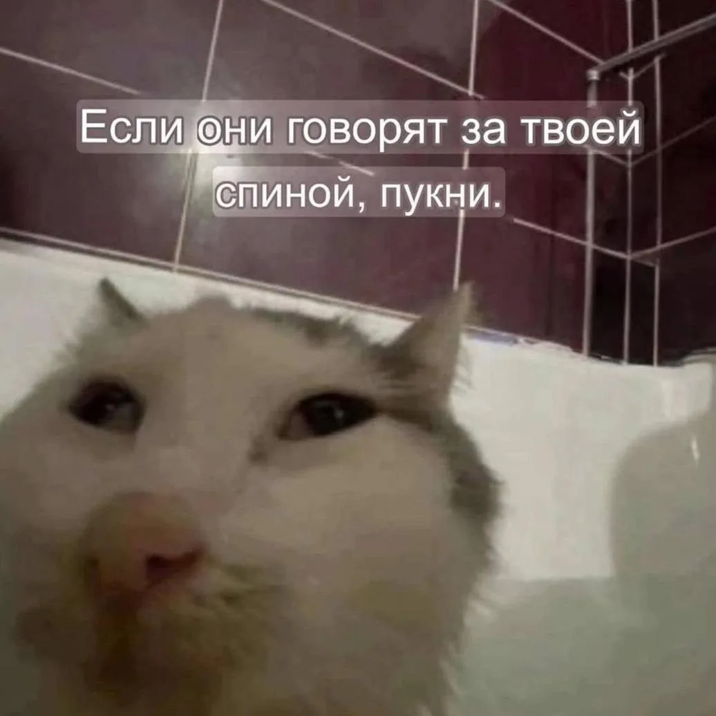 взято из: мемы про котов