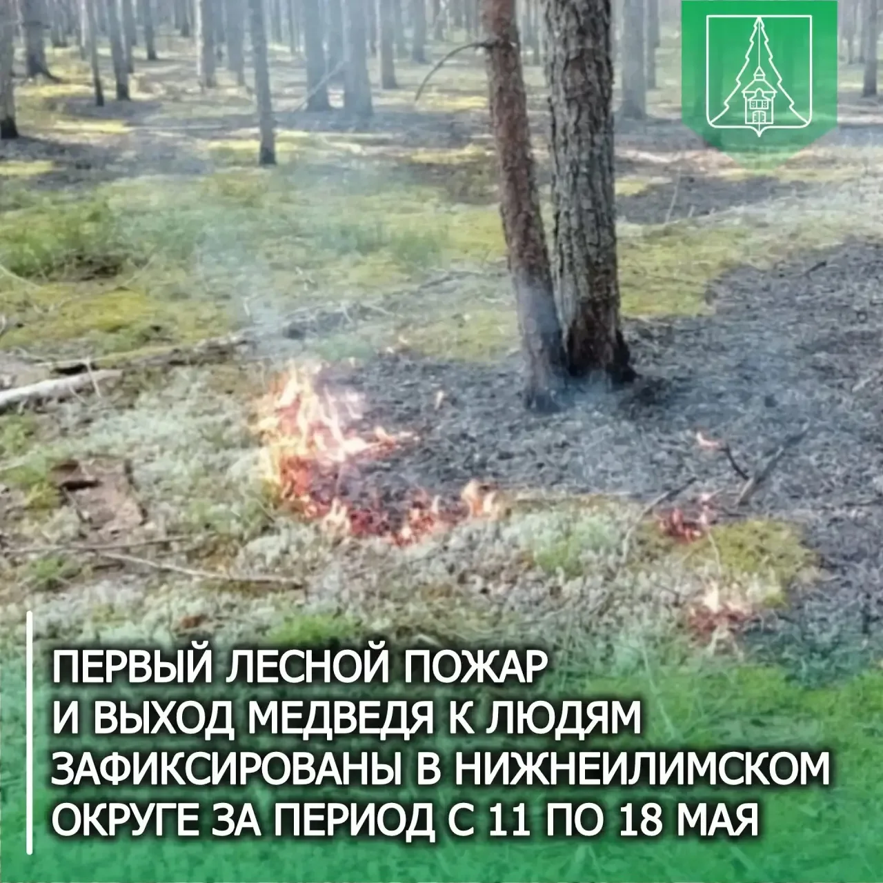 ⚠️ В Нижнеилимском округе ликвидирован первый лесной пожар и зафиксирован выход медведя к жилым дома