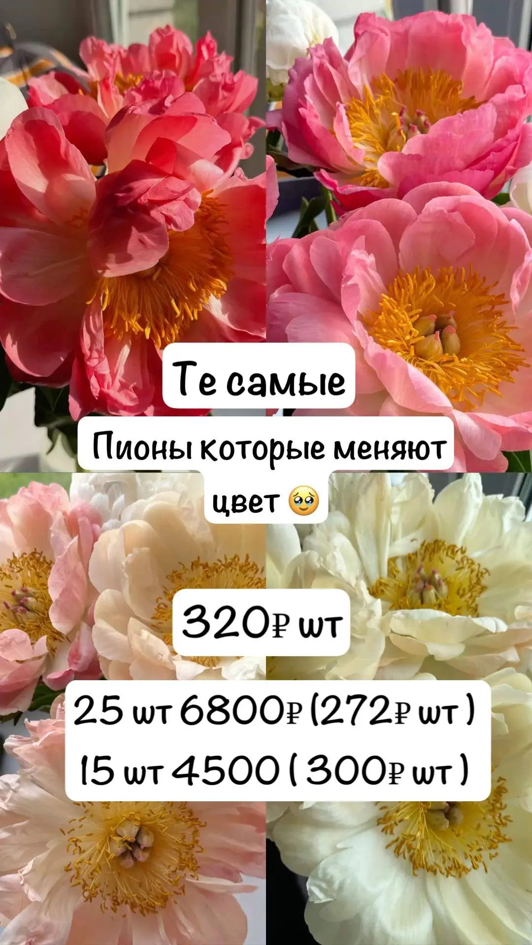 Пионы «Корал Шарм» — это живой закат в вазе. Их суперсила в переменчивости: распускаютс...