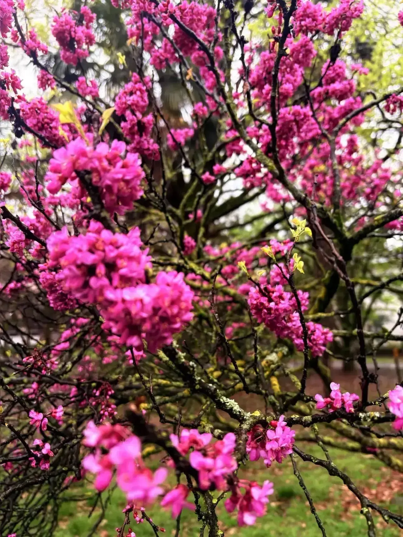🌸✨ Весеннее чудо в школьном агропарке!🌸  Прямо сейчас на территории нашего школьного агропарка проис