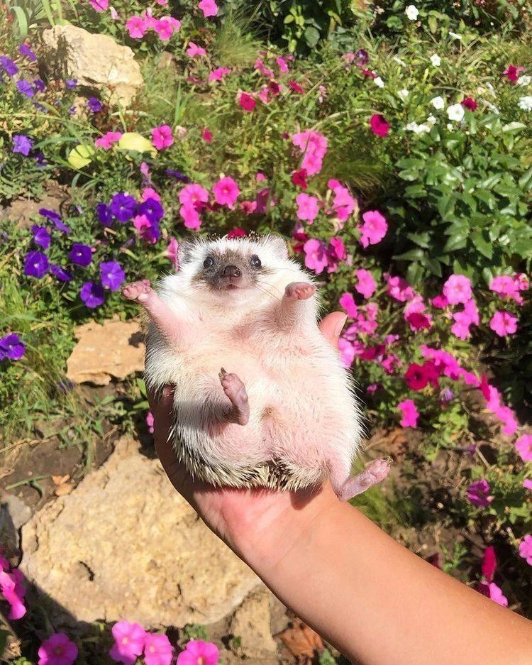 Красивое летнее фото милых ёжиков 🥰

Забавные Животные 😻
МяуГав 🐕