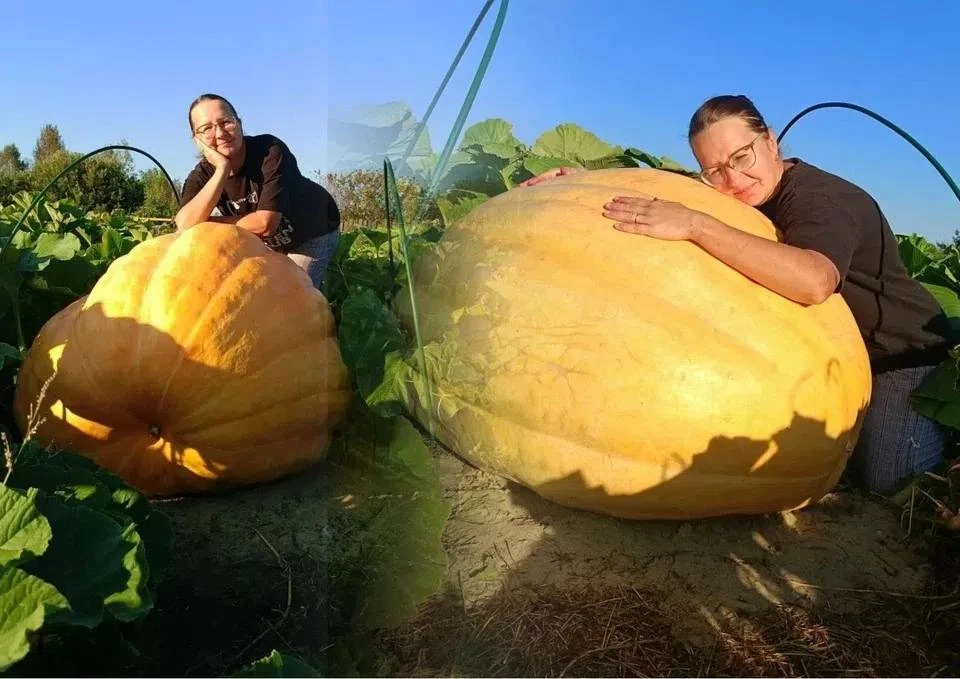 🎃 Челябинка вырастила гигантскую тыкву