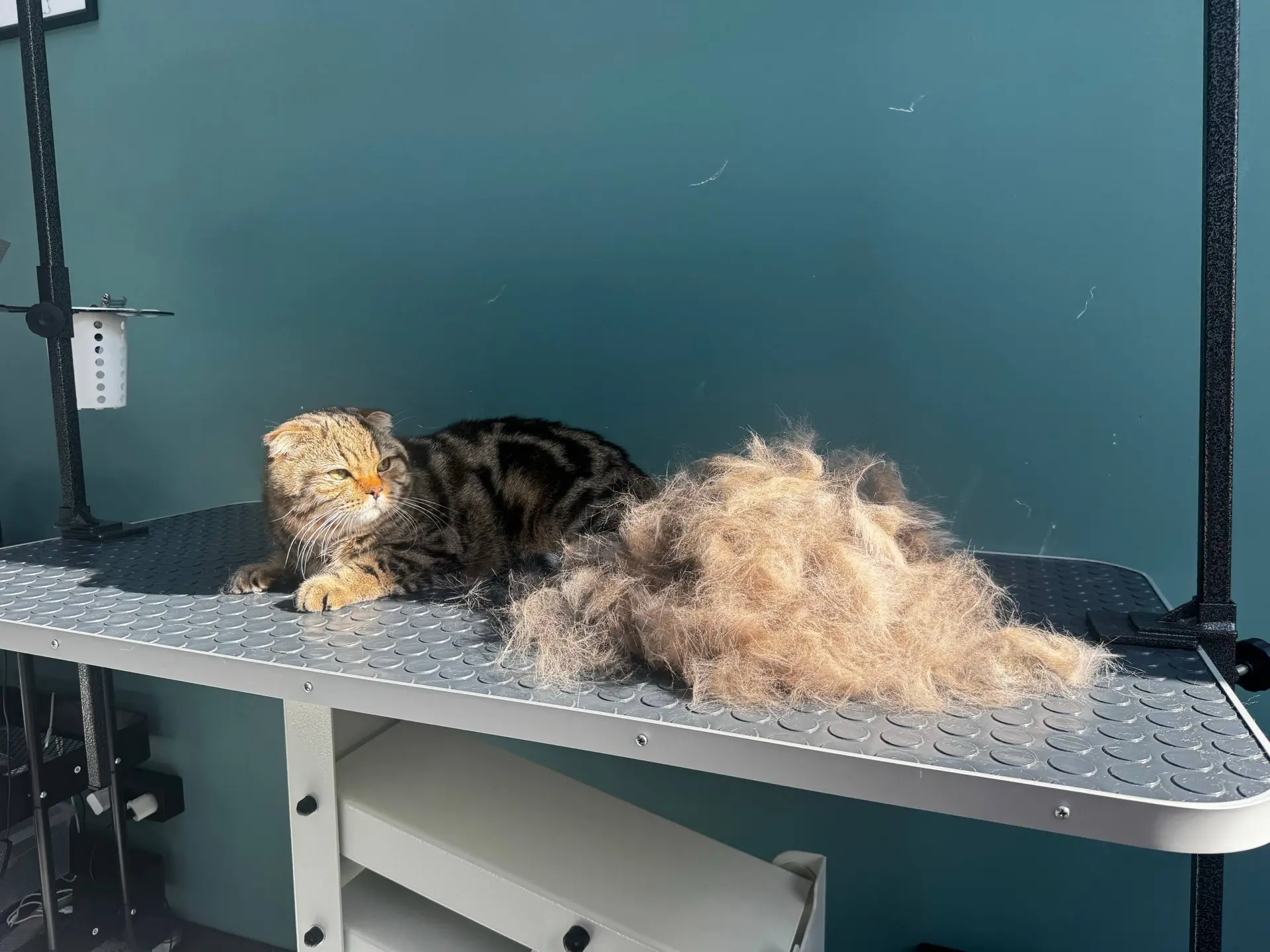Экспресс-линька для котика по кличке Кот 🐾
Вычесали густой подшёрсток, помыли и высушили 

Под плот
