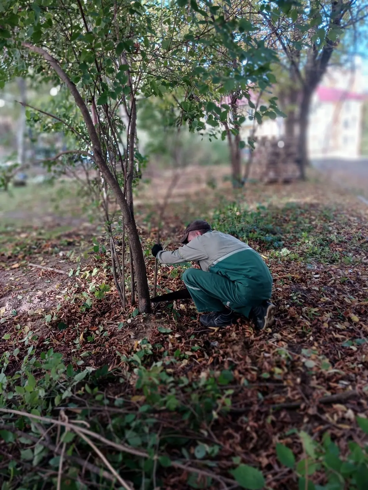 🌳 Продолжаем наводить порядок ✂🪵