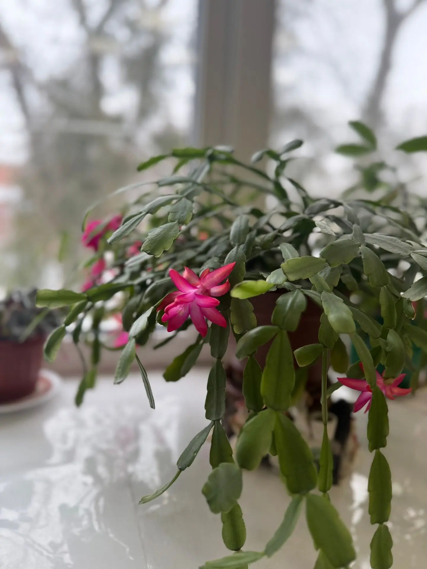 На улице - снег, а в корпусах УлГУ - весна 🌷🌷🌷
