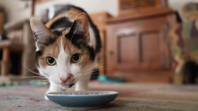 🐱Как читать состав корма, чтобы выбрать качественный для своей кошки
