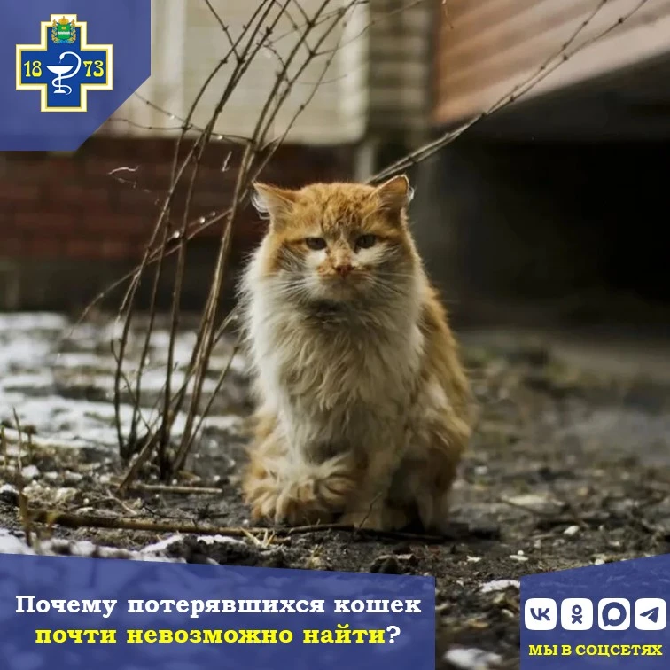 🐈 Почему потерявшихся кошек почти невозможно найти?