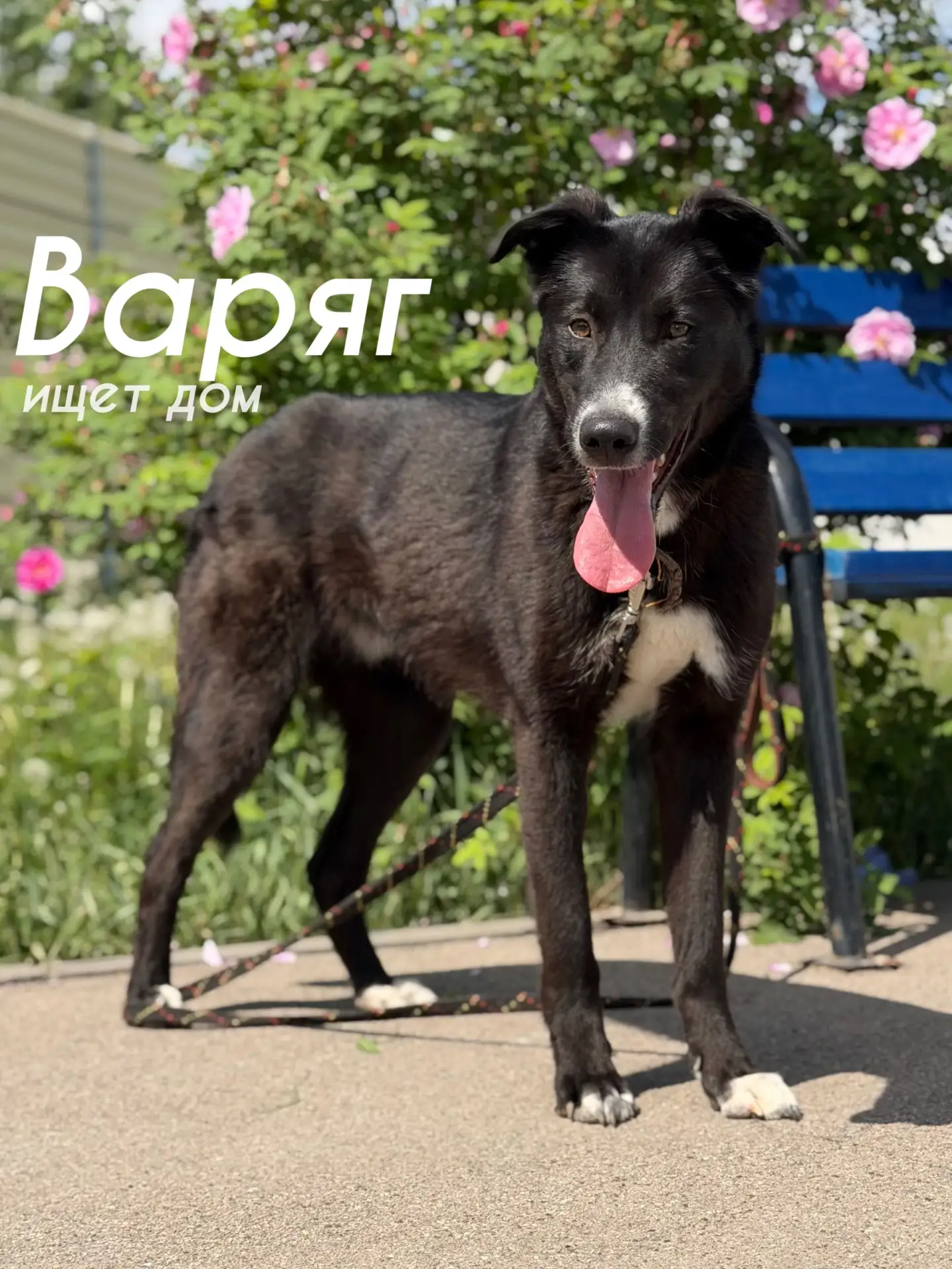 ​🛡 ВАРЯГ: Большое Счастье для большой семьи! 🏡🐾
