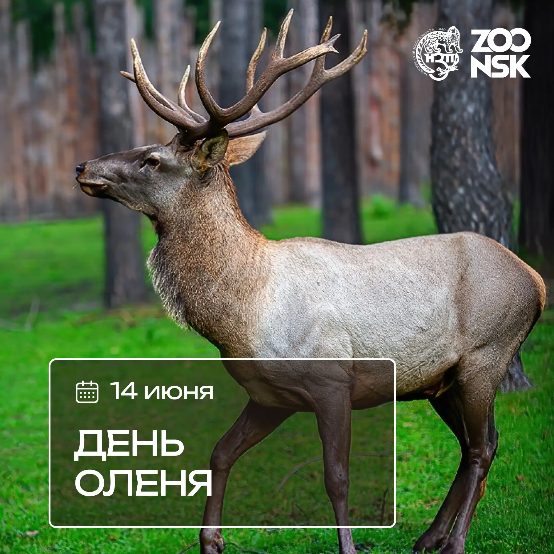 14 июня в Новосибирском зоопарке отмечают День оленя 🦌

В Новосибирском зоопарке имени Р. А. Шило в