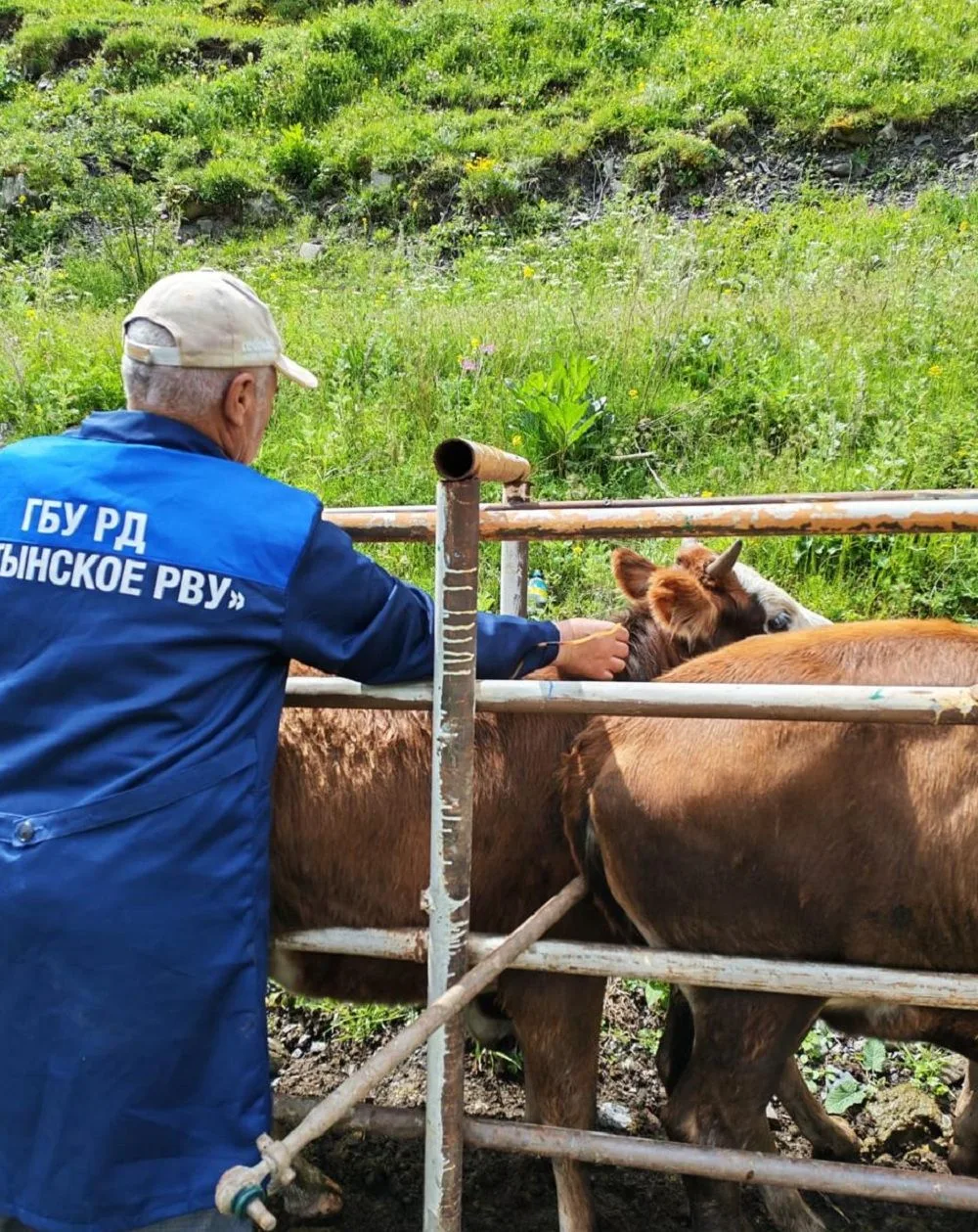 Ветеринары Ахтынского районного управления проводят плановые плановые профилактические и диагностиче