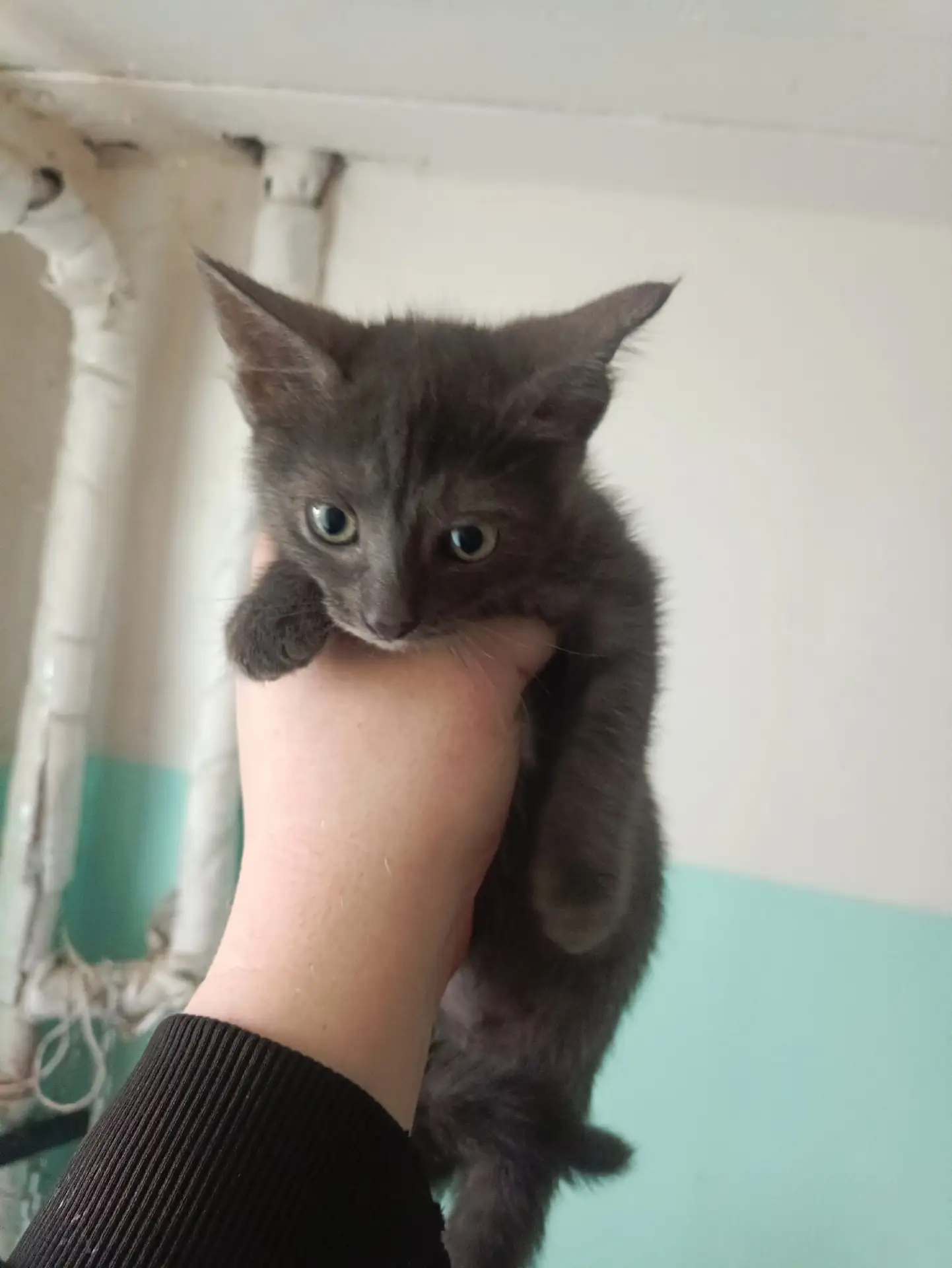 Может кому нужен котёнок