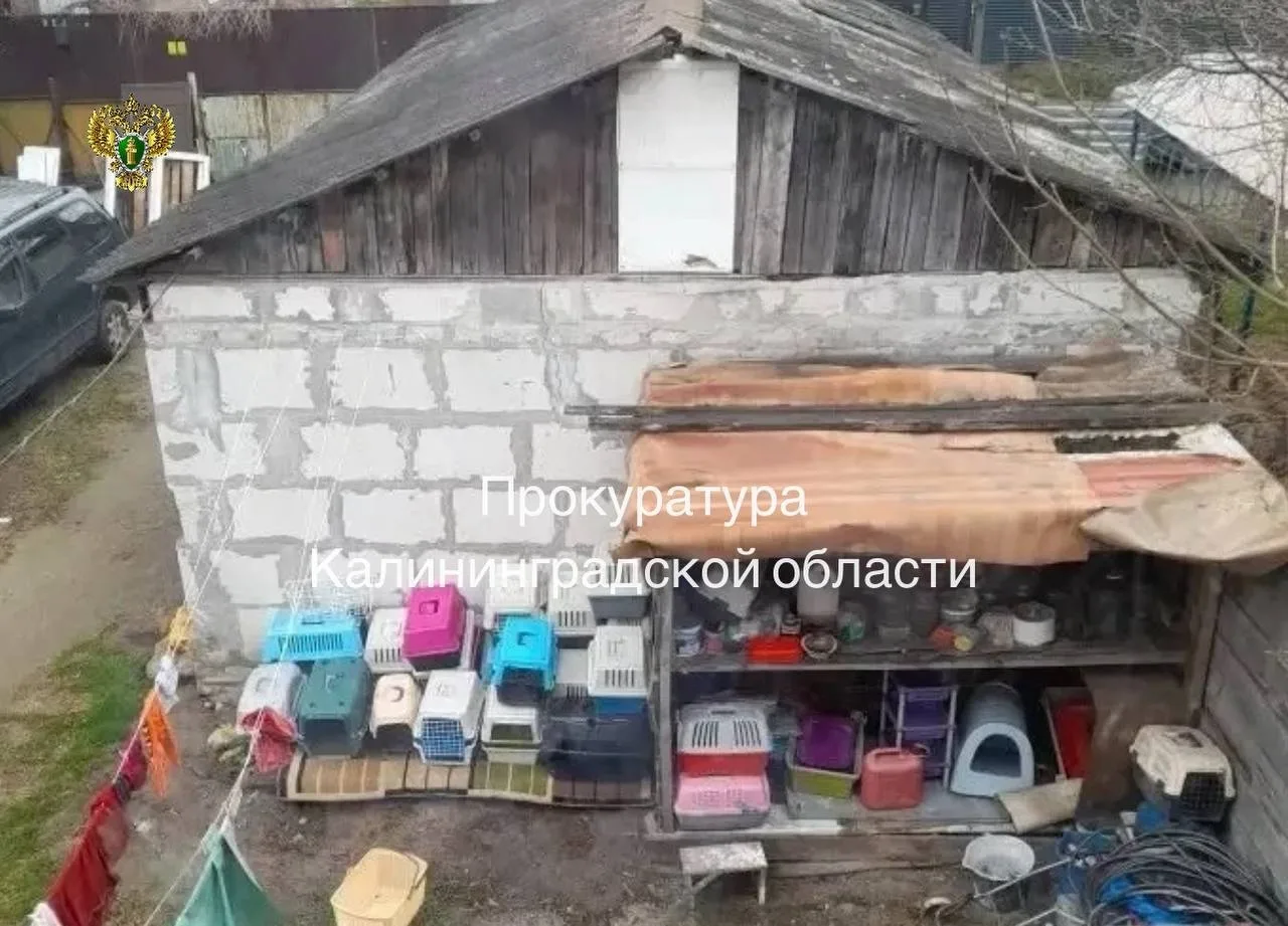 В Калининграде прокуратура добивается закрытия приюта с более чем 30 животными