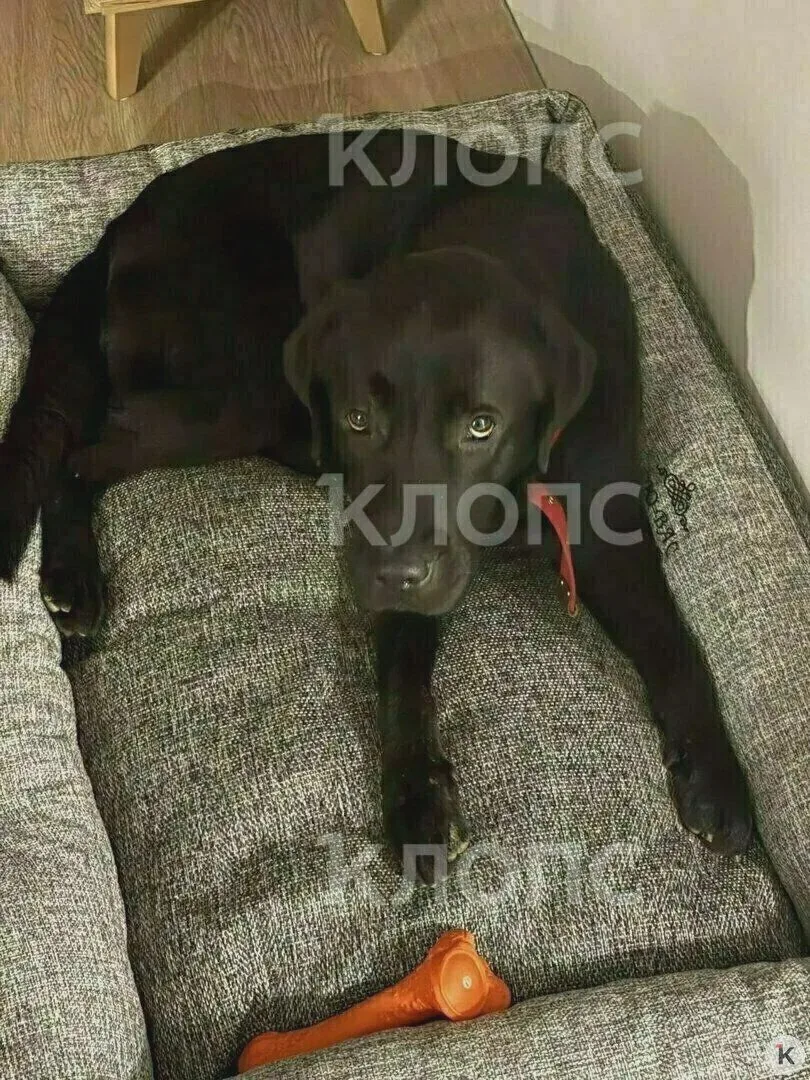 Лабрадор Царь обрёл хозяев после месяца в приюте