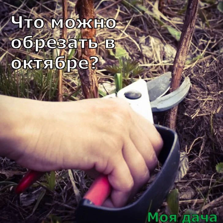 Что можно обрезать в октябре?