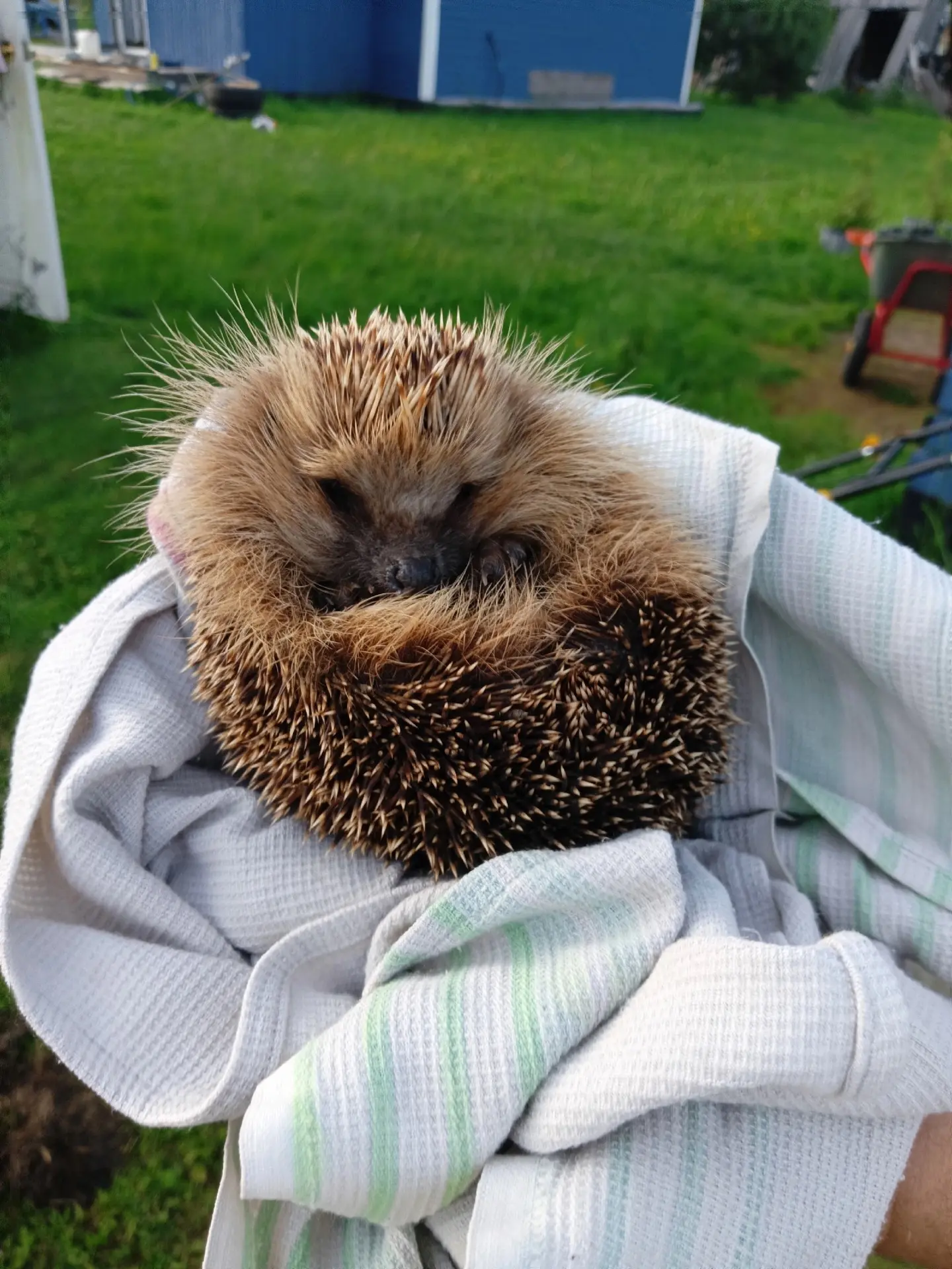 Пришел на участок 😊🦔