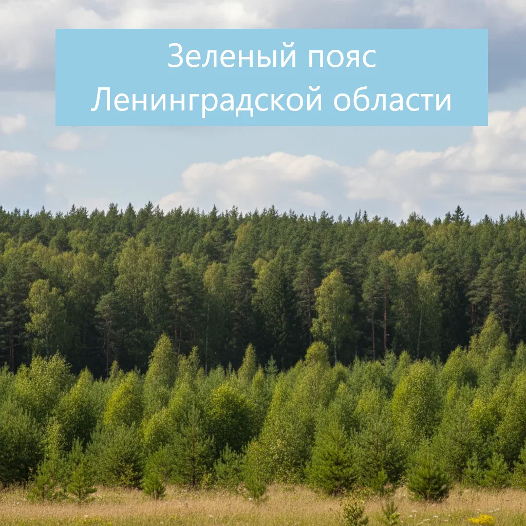 Леса Ленинградской области получат дополнительный уровень охраны благодаря созданию «зе...