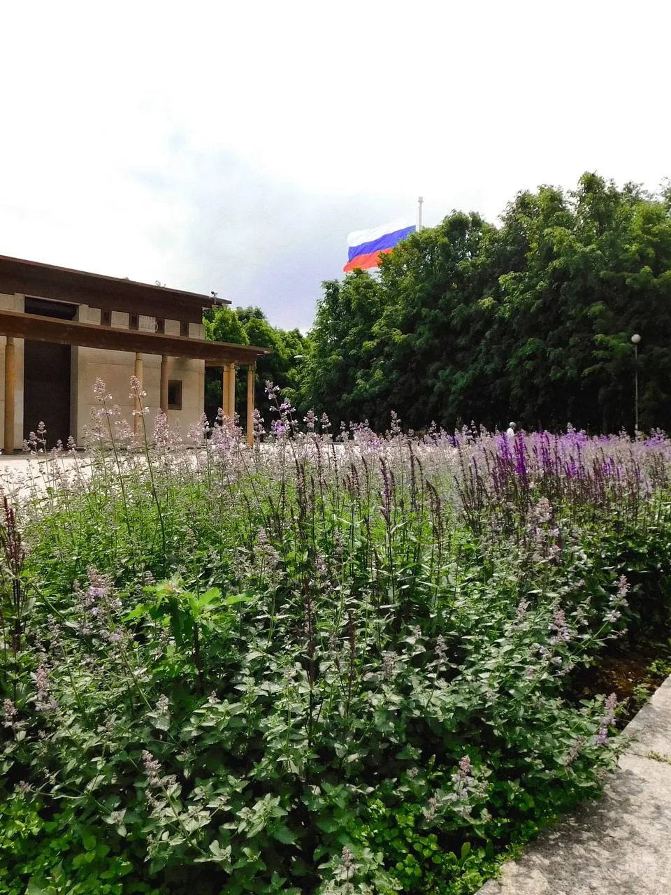 Цветение котовника и шалфея в Парке 300-летия Санкт-Петербурга💜

Татьяна Лопатина

Новости Приморск