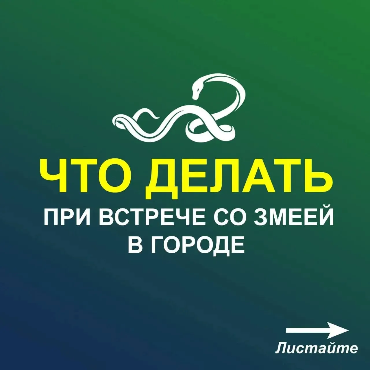 📣Что делать при встрече со змеей в городе?

🐍С наступлением жаркой погоды во Владивостоке активизи