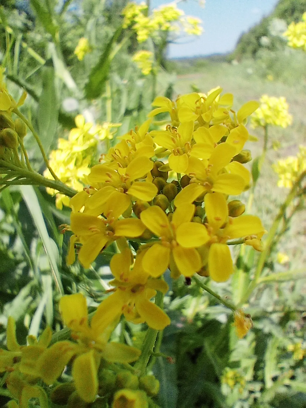 ☀️Доброе утро !
Такое оно прекрасное, наше лето. 🌼