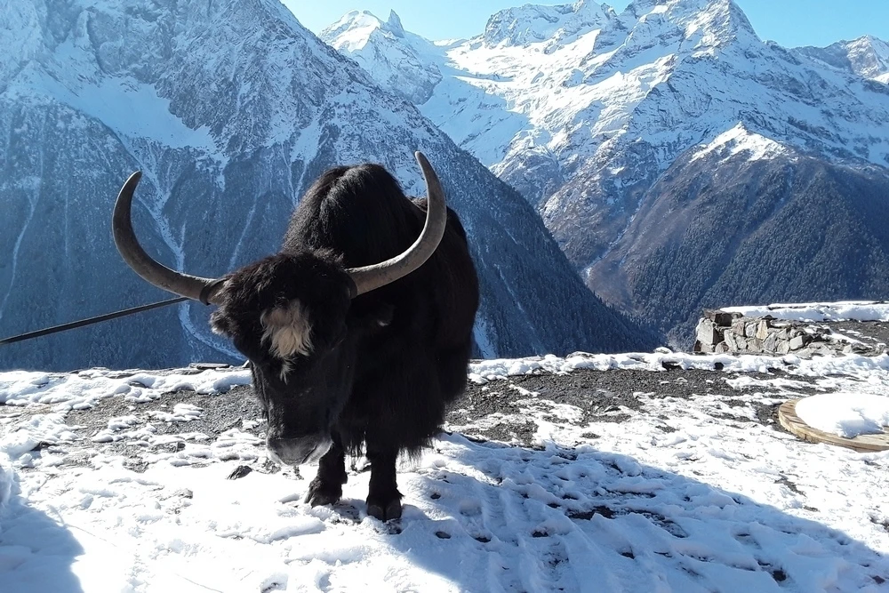 🏔 КАВКАЗ. НОВОГОДНИЕ КАНИКУЛЫ!