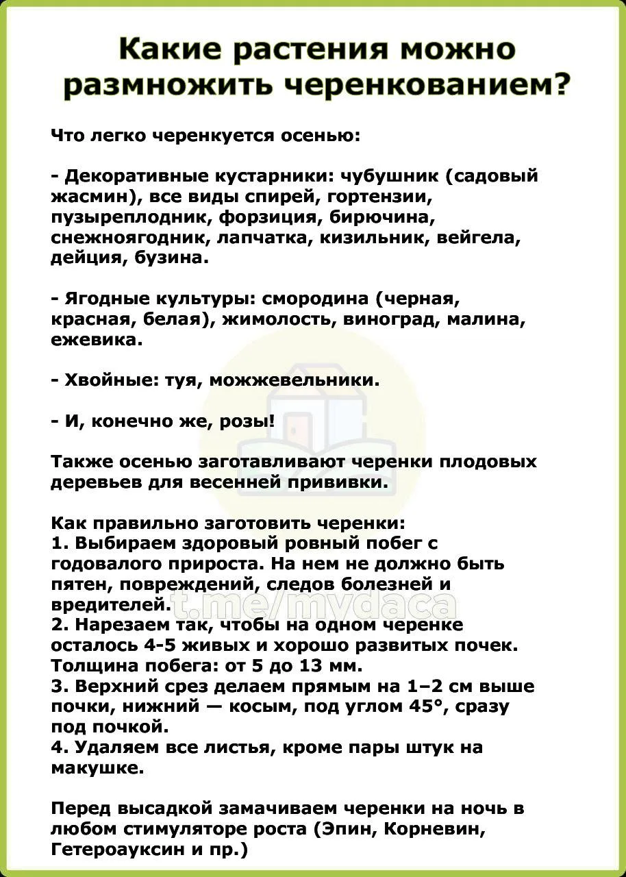 Какие растения можно размножить черенкованием? 🌿