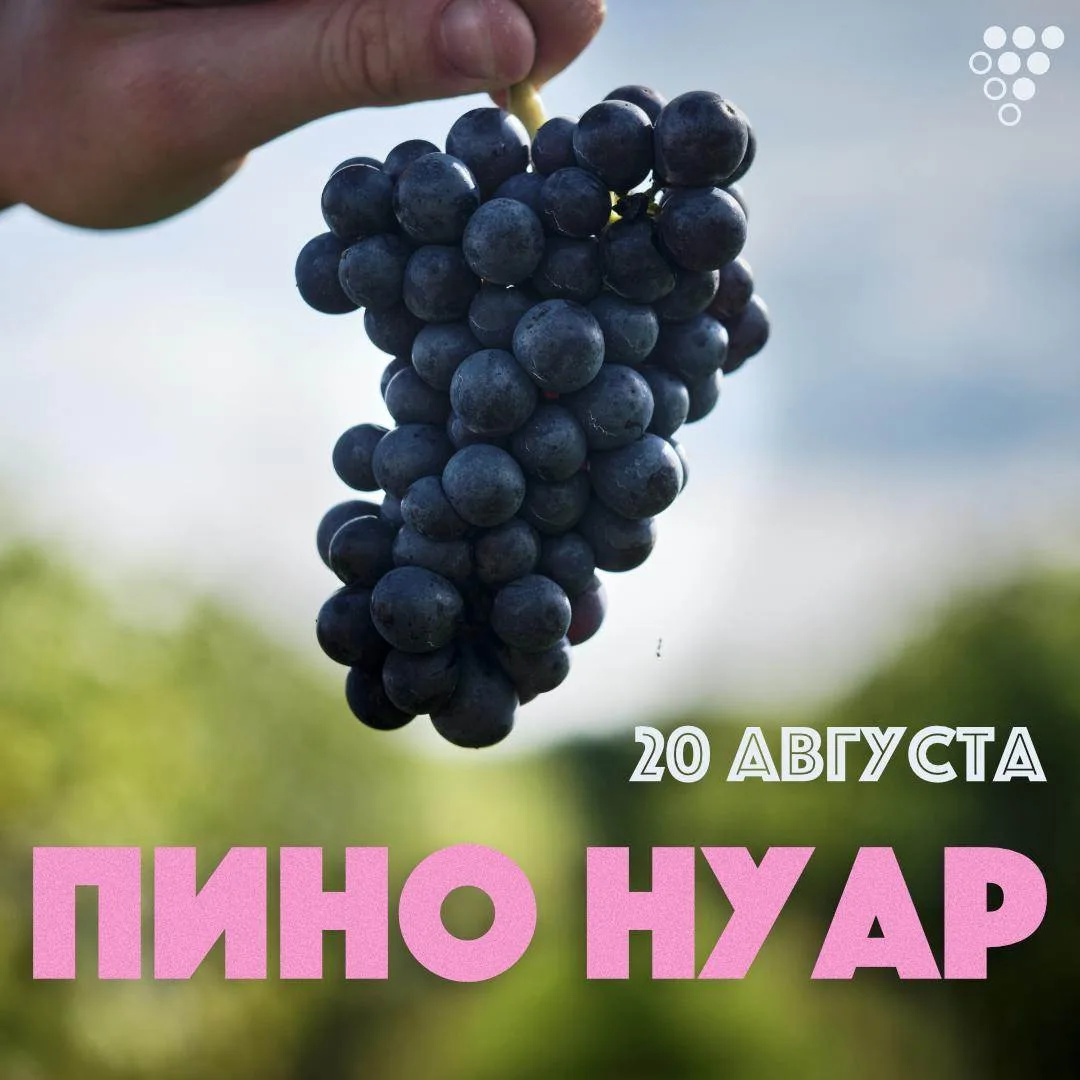 Дегустация самого тонкого, элегантного и благородного сорта ждет вас на следующей недел...
