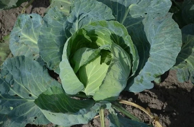 🥬 Капуста в конце июля: как подкормить, чтобы кочаны наливались

В эту пору закладывается плотность