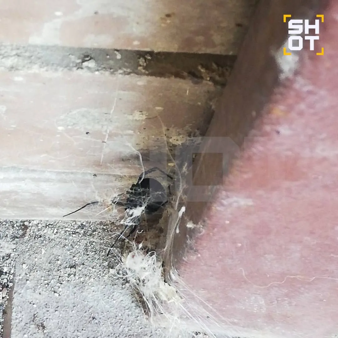 Ядовитые пауки захватывают новые регионы России: черных вдов находят в домах

Опасного паука-каракур