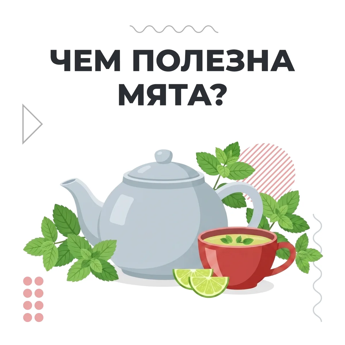 Мы любим мяту за приятное ощущение прохлады во рту. Оно возникает благодаря ментолу, ко...