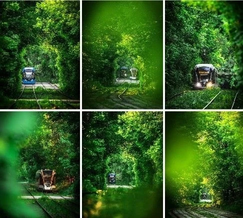 🌿 Сказочный изумрудный тоннель в Сокольниках

В парке «Сокольники» сейчас можно увидеть настоящий з