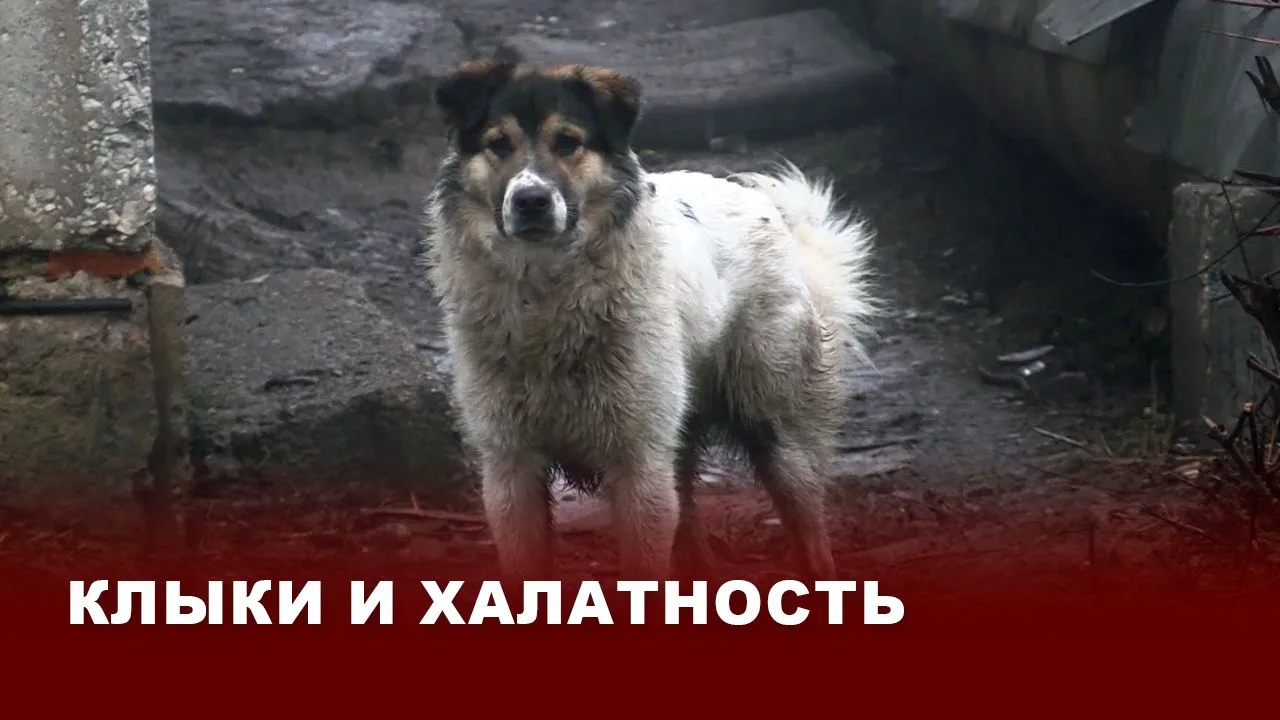 Угроза на улицах Красного Яра: Следственный комитет взял под контроль дело о нападении ...