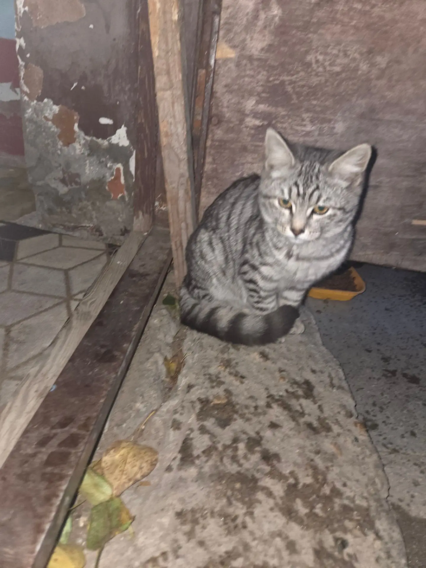 ❗Котенок в добрые руки ❗