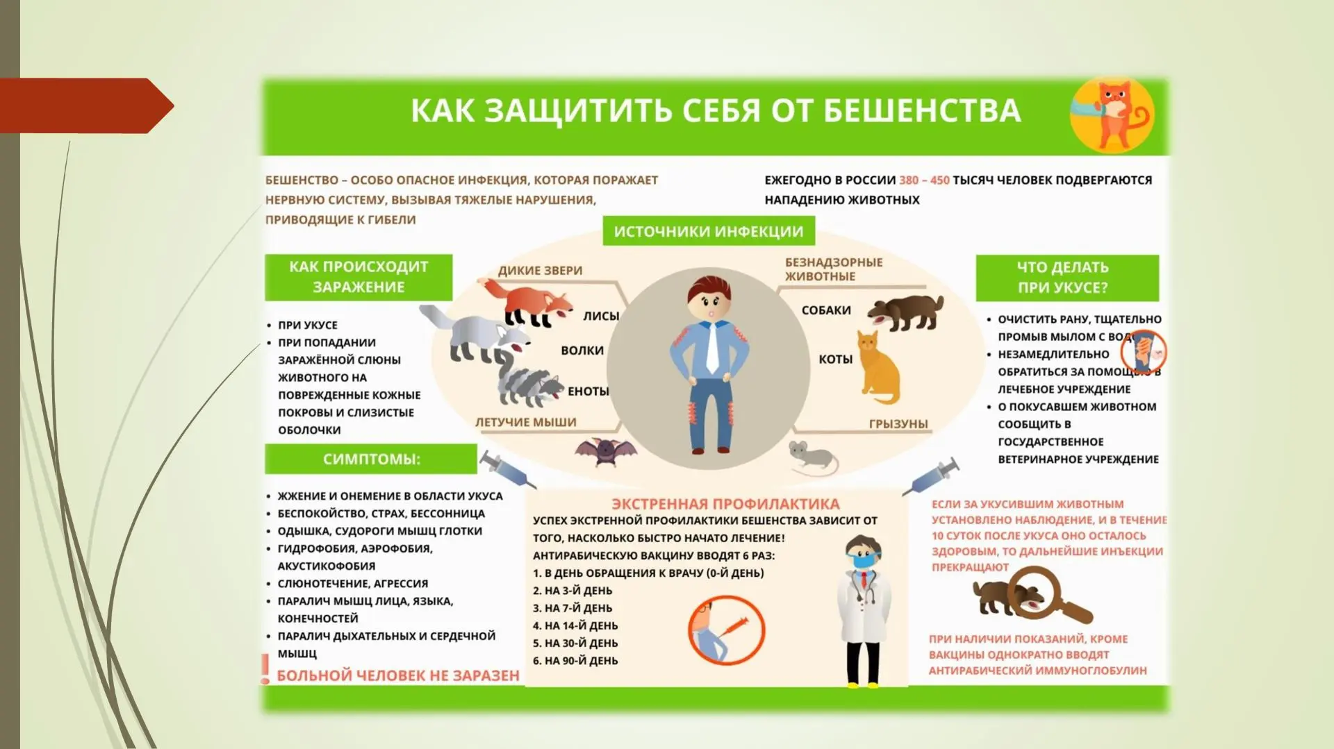 Личная профилактика бешенства