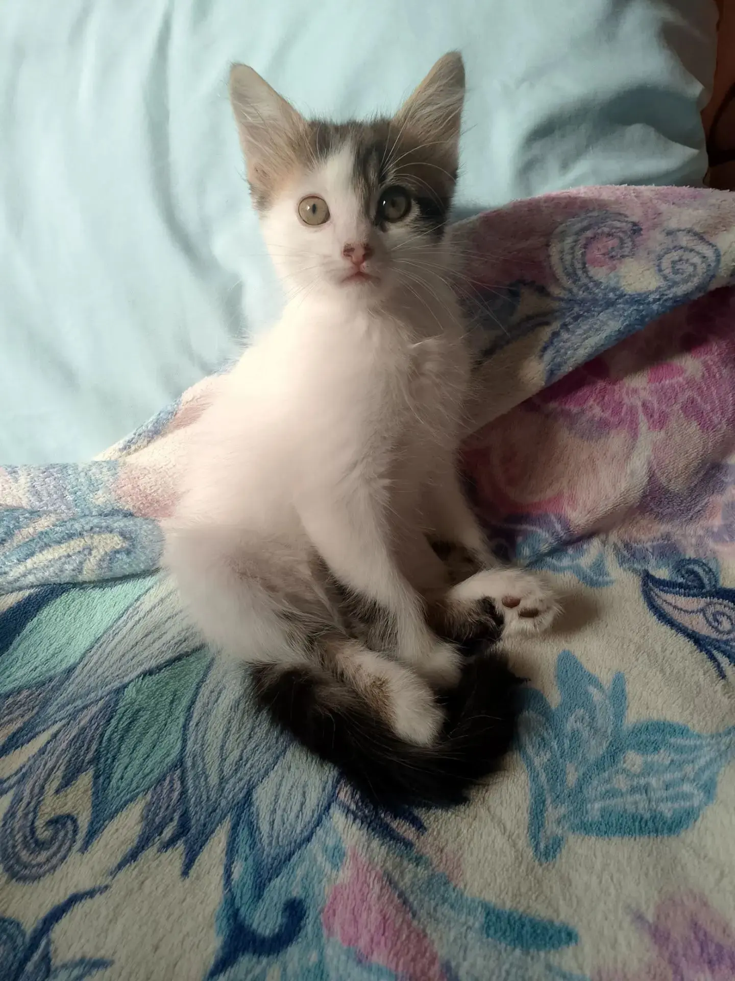 Маленькие котята ищут новый дом❗❗❗ Умные, игривые и ласковые. Знают лоток, кушают всё. ...