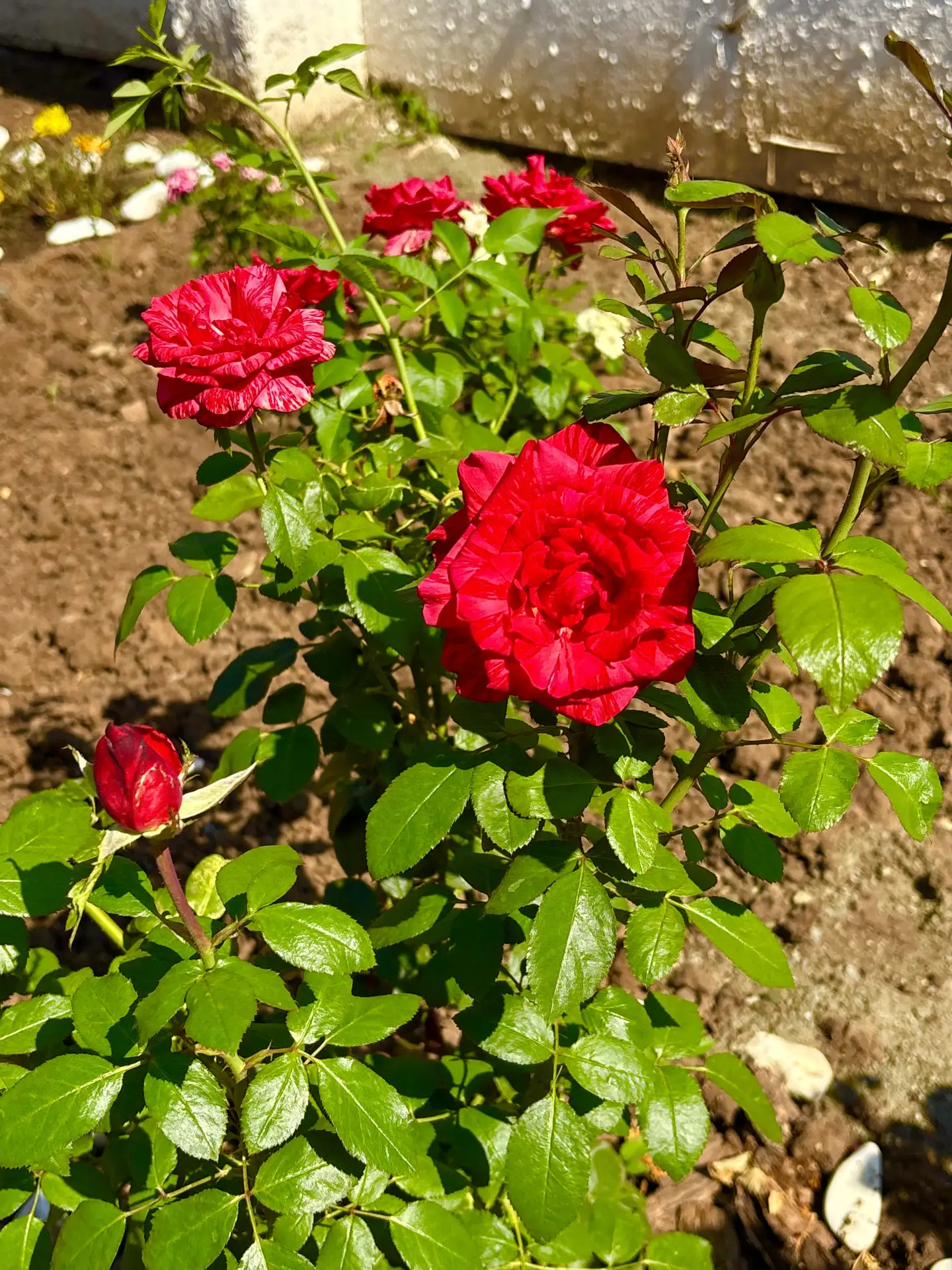 Красота, которая начинается с заботы 🌹