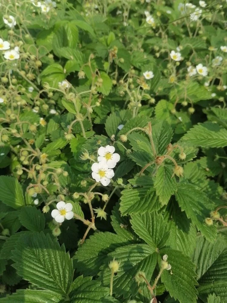 🌱 Школьная отработка 🌱
_____________________________

📆 Сегодня учащиеся 8 «В» класса МБОУ «СОШ №